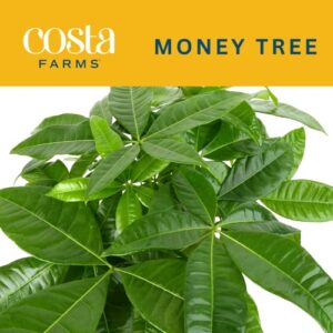 Costa Farms Money Tree, Easy Care Live Indoor Plant In Premium Ceramic Planter, Unique Gift for Birthdays, Prosperity, Good Luck, Excellent Room Décor And Dorm Decor, 16-Inches Tall