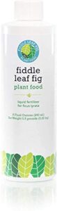 fiddle leaf fig tree plant food for ficus lyrata (and ficus audrey) – calcium fortified, urea-free and with npk ratio of 3-1-2 for healthy roots, stems and leaves (8 ounces))