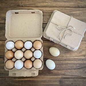 Vintage Blank Egg Cartons- Classic 3x4 Style Holds 12 Large Eggs, Sturdy Design Made from Recycled Cardboard (25)