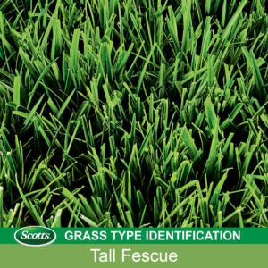 Scotts Turf Builder Grass Seed Tall Fescue Mix Grows Deep Roots for a Durable, Livable Lawn Resistant to Heat, Drought, 3lb.