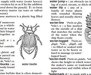 Merriam-Webster's Intermediate Dictionary, Newest Edition, (The Authoritative Middle School Dictionary)