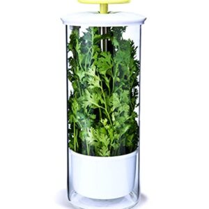 NOVART XXL Herb Keeper and Herb Saver – Glass Storage Container for Cilantro, Mint, Parsley, Asparagus, Keeps Greens Fresh for 2-3 Weeks