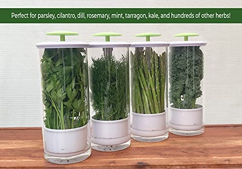 NOVART XXL Herb Keeper and Herb Saver – Glass Storage Container for Cilantro, Mint, Parsley, Asparagus, Keeps Greens Fresh for 2-3 Weeks