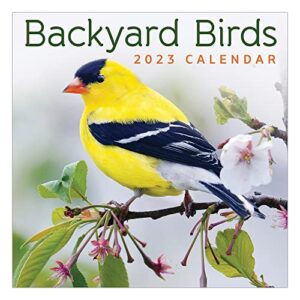 tf publishing backyard birds mini calendar 2023 | 2023 wall calendar 12 month large grid 2023 calendar wall | premium wall calendar 2023 monthly | planners + calendars 2023 office calander 2023 7″x7″