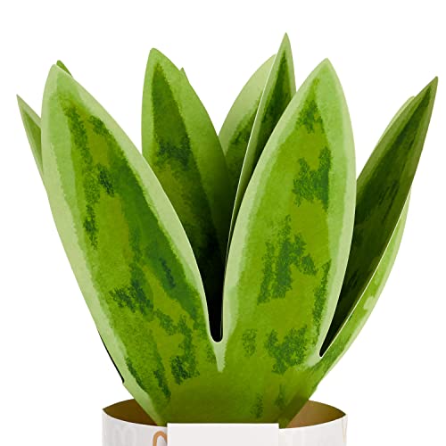 Hallmark Paper Wonder Pop Up Valentines Day Card (Snake Plant) (5VFE1127)