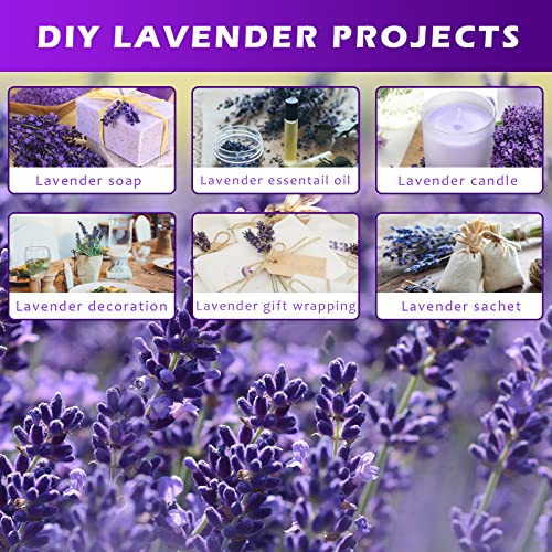 Dried Lavender Bundles, Uieke Natural Dried Lavender Flowers 280-300 Stems 16“ for Home Weeding Decoration Flower Arrangements Home Fragrance 2 Bundles