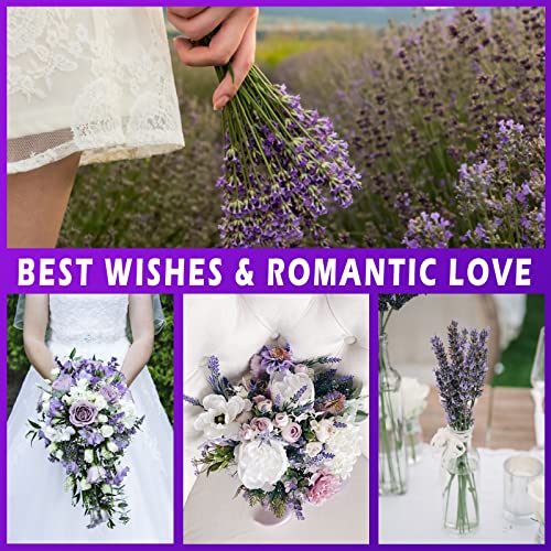 Dried Lavender Bundles, Uieke Natural Dried Lavender Flowers 280-300 Stems 16“ for Home Weeding Decoration Flower Arrangements Home Fragrance 2 Bundles