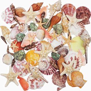 sea shells mixed beach seashells 9 kinds 1.2″-3.5 “various sizes natural seashells and 2 kinds of natural starfish for beach themed party diy crafts fishtank vase fillers home wedding decorations