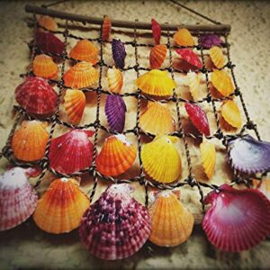 Sea Shells Mixed Beach Seashells 9 Kinds 1.2"-3.5 "Various Sizes Natural Seashells and 2 Kinds of Natural Starfish for Beach Themed Party DIY Crafts FishTank Vase Fillers Home Wedding Decorations