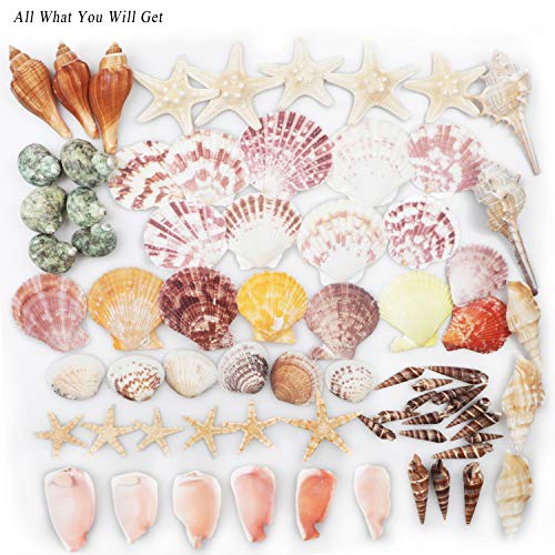 Sea Shells Mixed Beach Seashells 9 Kinds 1.2"-3.5 "Various Sizes Natural Seashells and 2 Kinds of Natural Starfish for Beach Themed Party DIY Crafts FishTank Vase Fillers Home Wedding Decorations