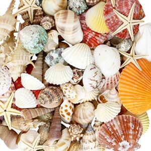 weoxpr mixed sea shells, 100+ pcs beach seashells starfish, various sizes ocean seashells for fish tank vase fillers, beach theme party wedding decor, candle making, diy crafts, home decorations
