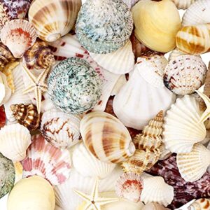 WEOXPR Mixed Sea Shells, 100+ Pcs Beach Seashells Starfish, Various Sizes Ocean Seashells for Fish Tank Vase Fillers, Beach Theme Party Wedding Decor, Candle Making, DIY Crafts, Home Decorations