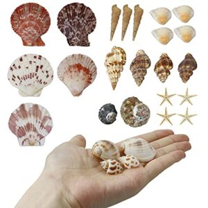 WEOXPR Mixed Sea Shells, 100+ Pcs Beach Seashells Starfish, Various Sizes Ocean Seashells for Fish Tank Vase Fillers, Beach Theme Party Wedding Decor, Candle Making, DIY Crafts, Home Decorations