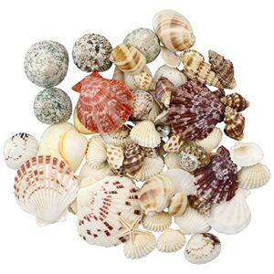WEOXPR Mixed Sea Shells, 100+ Pcs Beach Seashells Starfish, Various Sizes Ocean Seashells for Fish Tank Vase Fillers, Beach Theme Party Wedding Decor, Candle Making, DIY Crafts, Home Decorations