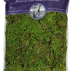 SuperMoss (25322) Forest Moss Preserved, Fresh Green, 8oz