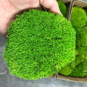 Prefleur Preserved Pole Moss Pillow Bun Cushion Natural Green Decorative Real Natural Green DIY Kit Terrariums Gardenning Art Wall Decor Florist Decor Easter Table Wedding(1.5 sq.ft, Green-B)