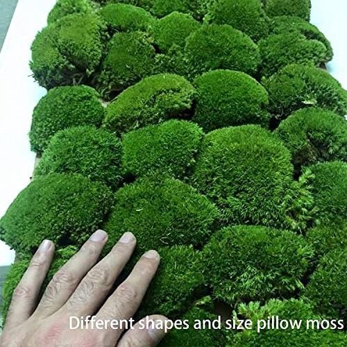 Prefleur Preserved Pole Moss Pillow Bun Cushion Natural Green Decorative Real Natural Green DIY Kit Terrariums Gardenning Art Wall Decor Florist Decor Easter Table Wedding(1.5 sq.ft, Green-B)