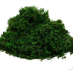 byher 92926 preserved forest moss, fresh green (8oz)