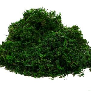 Byher 92926 Preserved Forest Moss, Fresh Green (8OZ)