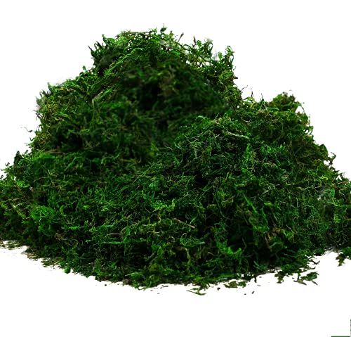 Byher 92926 Preserved Forest Moss, Fresh Green (8OZ)