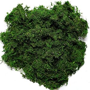 Byher 92926 Preserved Forest Moss, Fresh Green (8OZ)