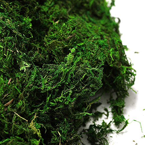 Byher 92926 Preserved Forest Moss, Fresh Green (8OZ)