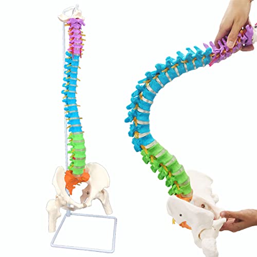 Veipho Spine Model, Spine Models for Chiropractors, Spine Model Life Size with Stand, Spine Models for Office & Anatomy, 34" Flexible Colored Human Spine Model Life-Size Spinal Cord Model