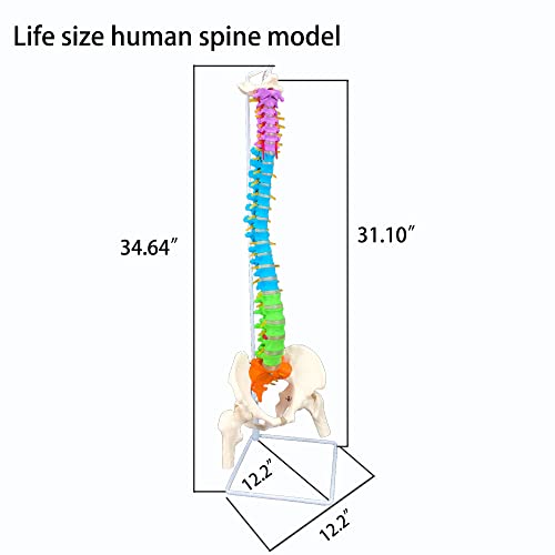 Veipho Spine Model, Spine Models for Chiropractors, Spine Model Life Size with Stand, Spine Models for Office & Anatomy, 34" Flexible Colored Human Spine Model Life-Size Spinal Cord Model