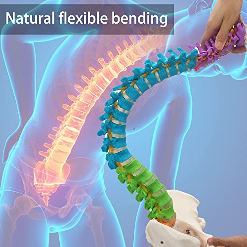 Veipho Spine Model, Spine Models for Chiropractors, Spine Model Life Size with Stand, Spine Models for Office & Anatomy, 34" Flexible Colored Human Spine Model Life-Size Spinal Cord Model