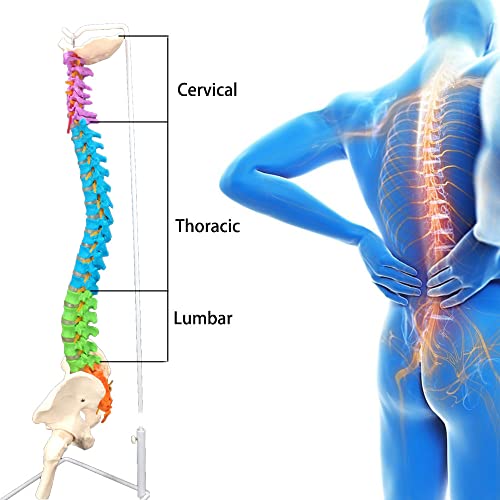 Veipho Spine Model, Spine Models for Chiropractors, Spine Model Life Size with Stand, Spine Models for Office & Anatomy, 34" Flexible Colored Human Spine Model Life-Size Spinal Cord Model