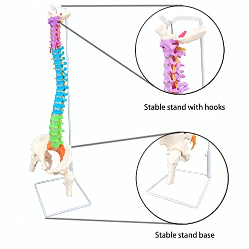 Veipho Spine Model, Spine Models for Chiropractors, Spine Model Life Size with Stand, Spine Models for Office & Anatomy, 34" Flexible Colored Human Spine Model Life-Size Spinal Cord Model