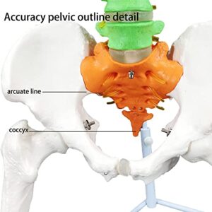 Veipho Spine Model, Spine Models for Chiropractors, Spine Model Life Size with Stand, Spine Models for Office & Anatomy, 34" Flexible Colored Human Spine Model Life-Size Spinal Cord Model