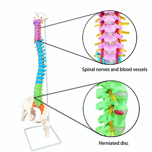 Veipho Spine Model, Spine Models for Chiropractors, Spine Model Life Size with Stand, Spine Models for Office & Anatomy, 34" Flexible Colored Human Spine Model Life-Size Spinal Cord Model