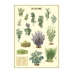 cavallini herbs wrapping paper/poster