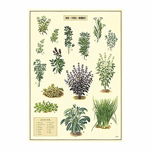 Cavallini Herbs Wrapping Paper/Poster — 🛍️ The Retail Market