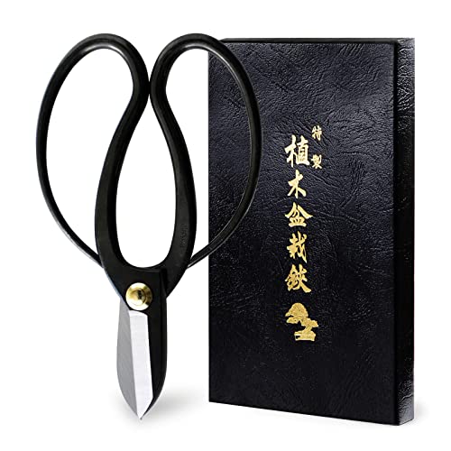 Hanafubuki Wazakura Ikebana Scissors MADE IN JAPAN 6.7 inch (170 mm), Japanese Flower Arranging Tools, Kado Hasami Shears - Koryu Black