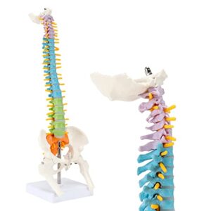 hingons colored miniature spine anatomy model, 16.5″ vertebral column model vertebrae, spinal nerves, lumbar & pelvis, with stand for medical students and chiropractors (includes product manual)