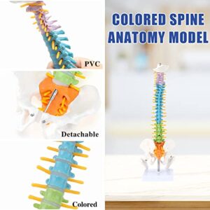 HINGONS Colored Miniature Spine Anatomy Model, 16.5" Vertebral Column Model Vertebrae, Spinal Nerves, Lumbar & Pelvis, with Stand for Medical Students and Chiropractors (Includes Product Manual)