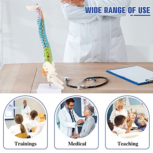 HINGONS Colored Miniature Spine Anatomy Model, 16.5" Vertebral Column Model Vertebrae, Spinal Nerves, Lumbar & Pelvis, with Stand for Medical Students and Chiropractors (Includes Product Manual)