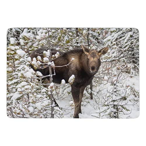 ERUXUGB Cutest Baby Animals | Moose Calf Coral Velvet Floor mat（150×100cm）