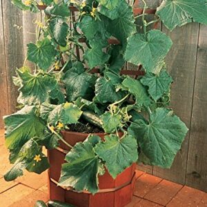 Burpee Salad Bush Slicing Cucumber Seeds 30 seeds