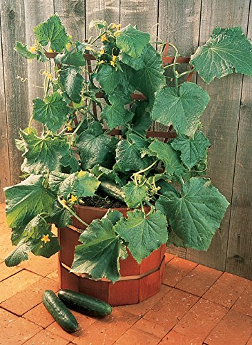 Burpee Salad Bush Slicing Cucumber Seeds 30 seeds