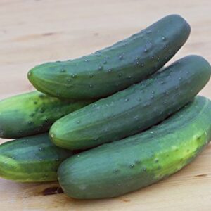 Burpee Salad Bush Slicing Cucumber Seeds 30 seeds