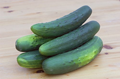 Burpee Salad Bush Slicing Cucumber Seeds 30 seeds