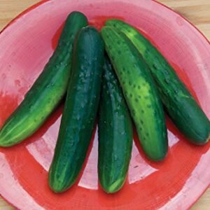 Burpee Salad Bush Slicing Cucumber Seeds 30 seeds