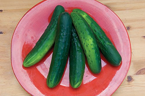 Burpee Salad Bush Slicing Cucumber Seeds 30 seeds