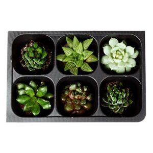 The Hydroponic City Seed Starter Tray, 144 Cells (24 Trays - 6 Cells Per Tray) + THCity Stakes