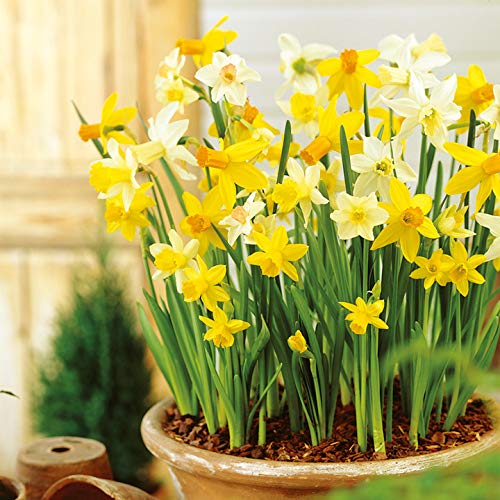 Daffodil Bulbs- Fragrant Mix, Large Bulb Size! 14-16 cm, Perennial, (10)