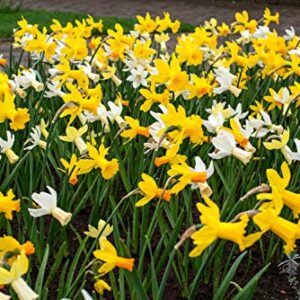 Daffodil Bulbs- Fragrant Mix, Large Bulb Size! 14-16 cm, Perennial, (10)