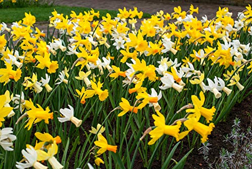 Daffodil Bulbs- Fragrant Mix, Large Bulb Size! 14-16 cm, Perennial, (10)